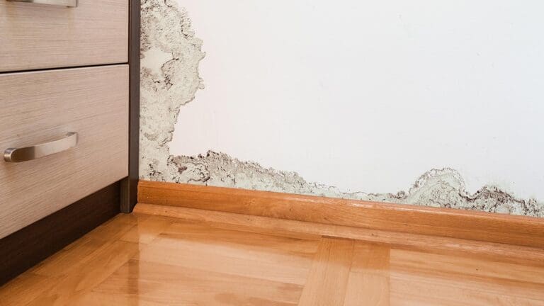 Home Perfect Restoration - Mold on Sheetrock